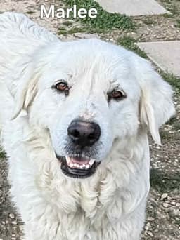 Marlee image 3