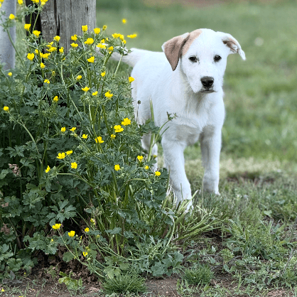 Puppy Paris - Great Pyrenees