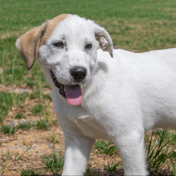 Puppy Paris image 4