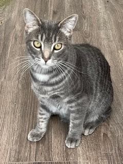 Kitten Max image 1