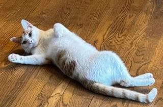 Piccolo - Domestic Short Hair