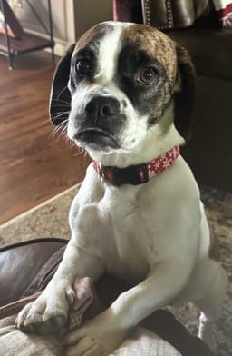 Daisy Belle image 1