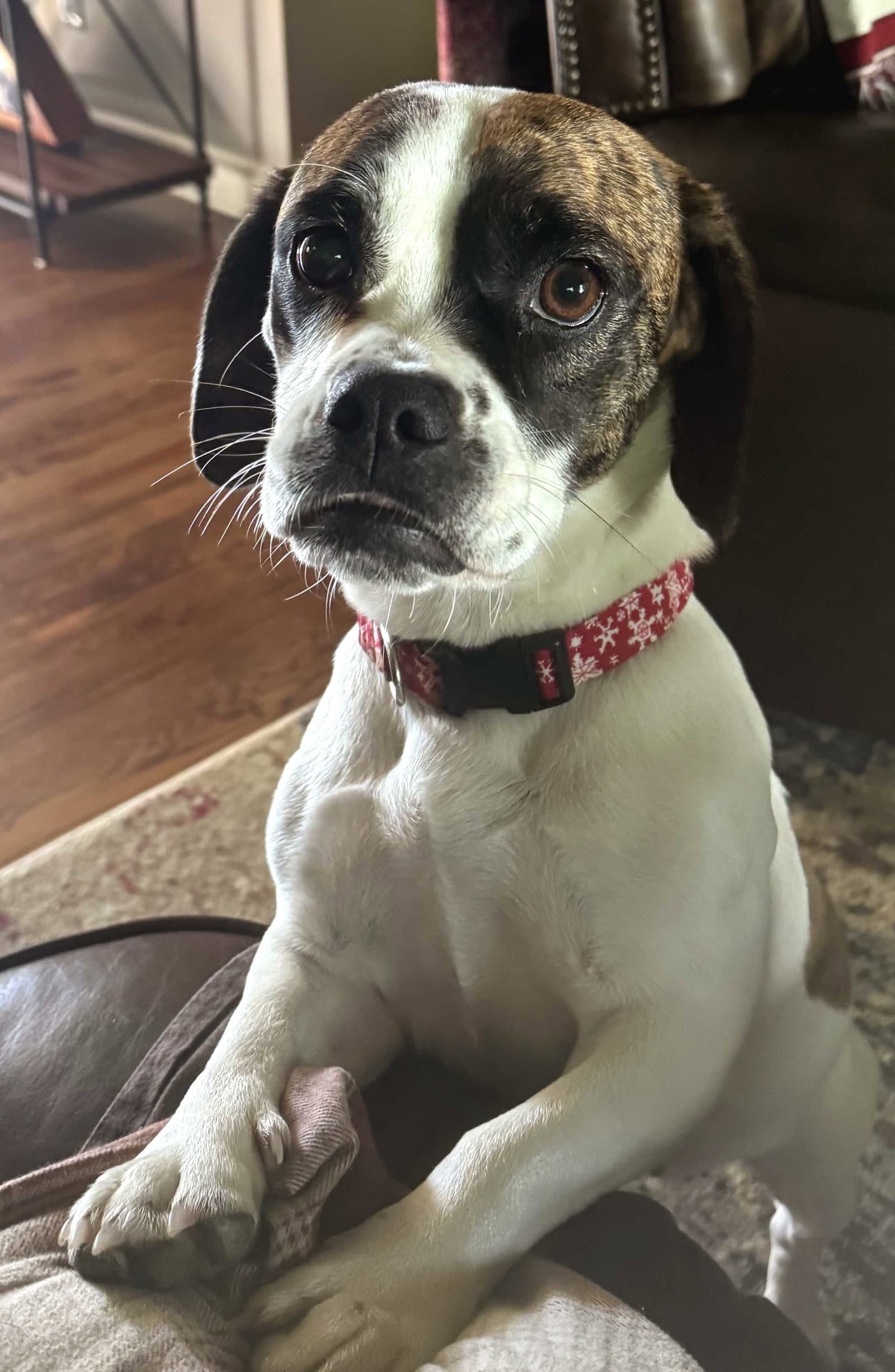 Daisy Belle - Basset Hound