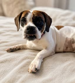 Daisy Belle image 3