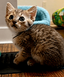 Kitten Slinky image 2