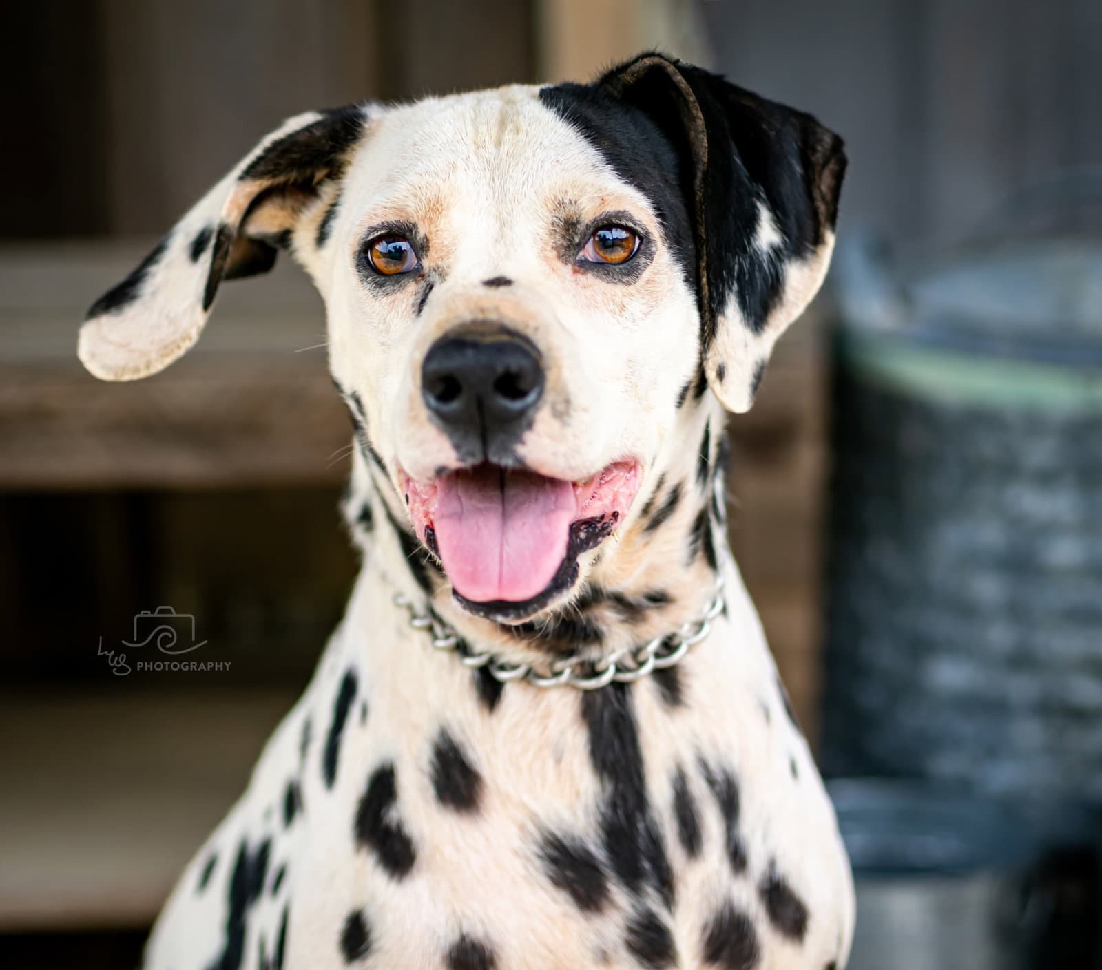 Noelle - Dalmatian