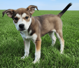 Puppy Whisper image 2