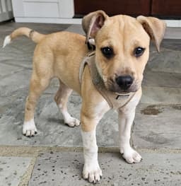 Puppy Cowboy image 1