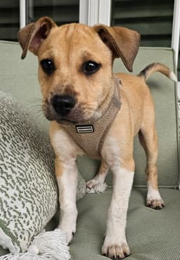 Puppy Cowboy image 3