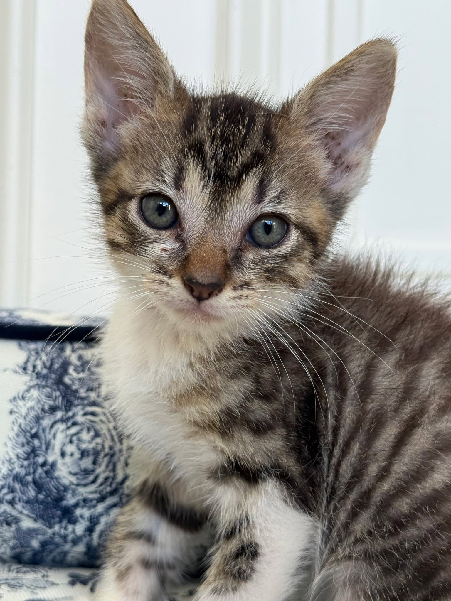 Kitten Princess Bubbles - Domestic Short Hair