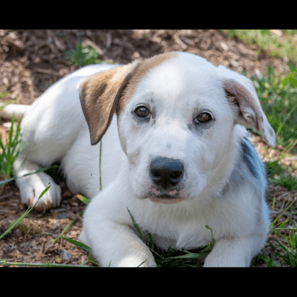 Puppy Paris - Great Pyrenees