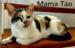 Mama Tao image 2