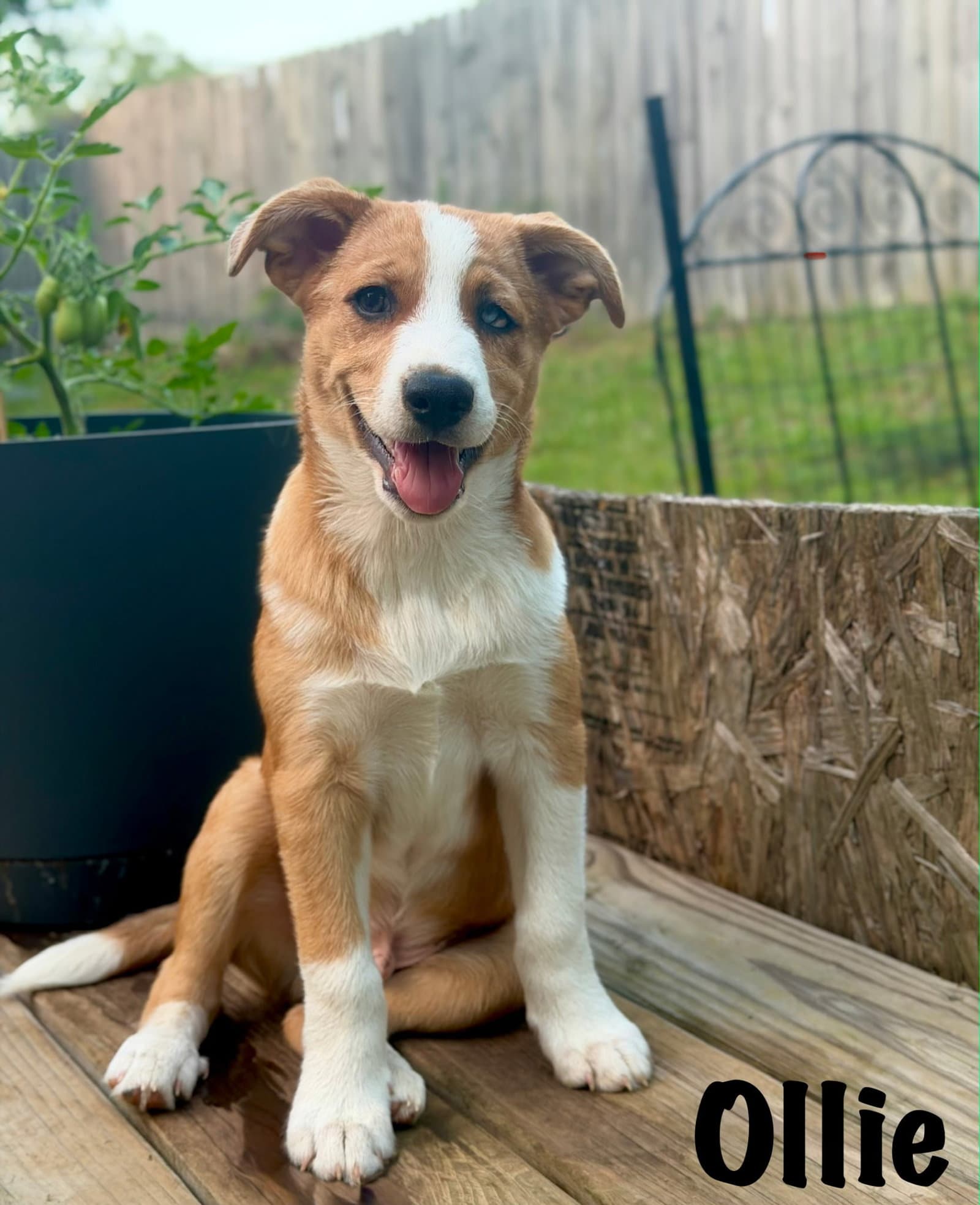 Puppy Ollie - Australian Shepherd