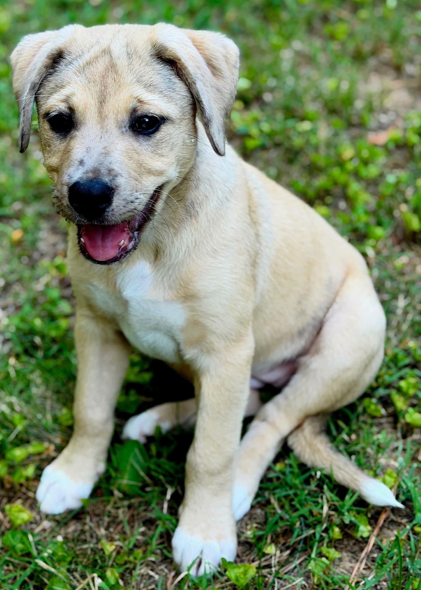 Puppy Maple - Catahoula Leopard Dog