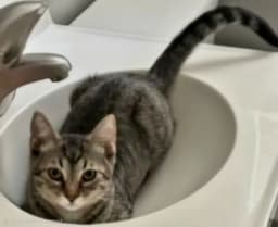 Kitten Claire image 4
