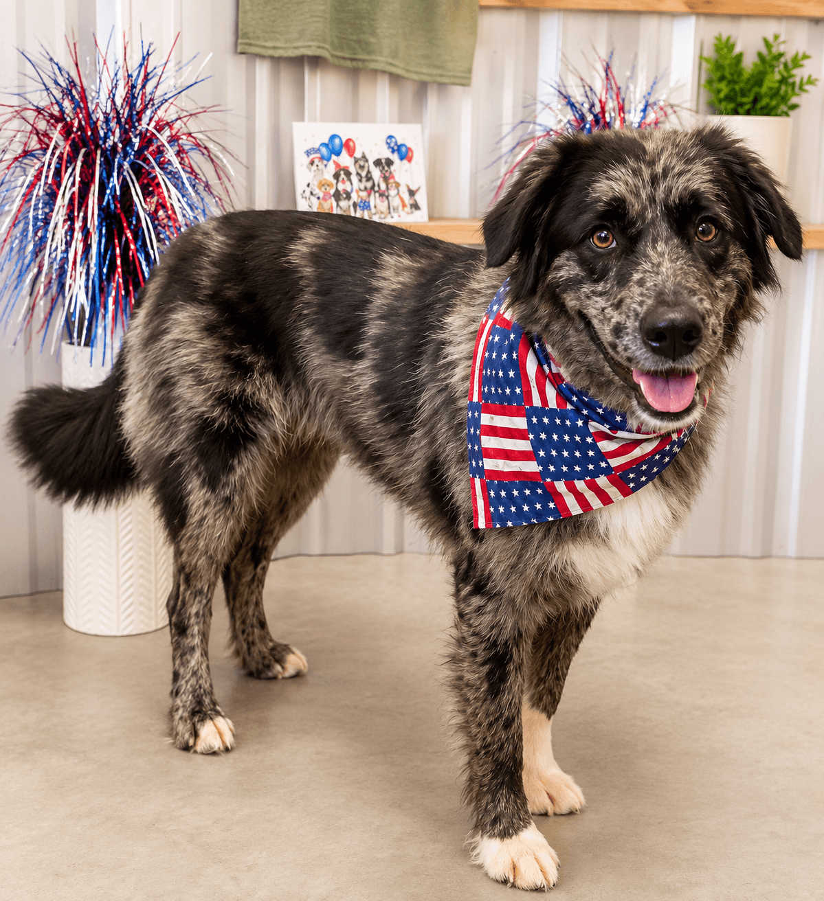 Nola - Australian Shepherd