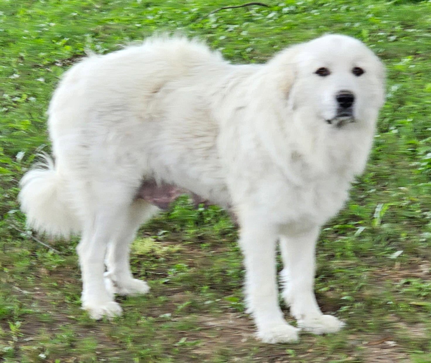 Lady Anne - Great Pyrenees