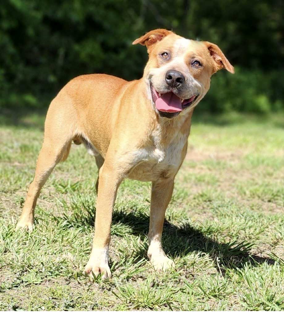 Boots - Hound