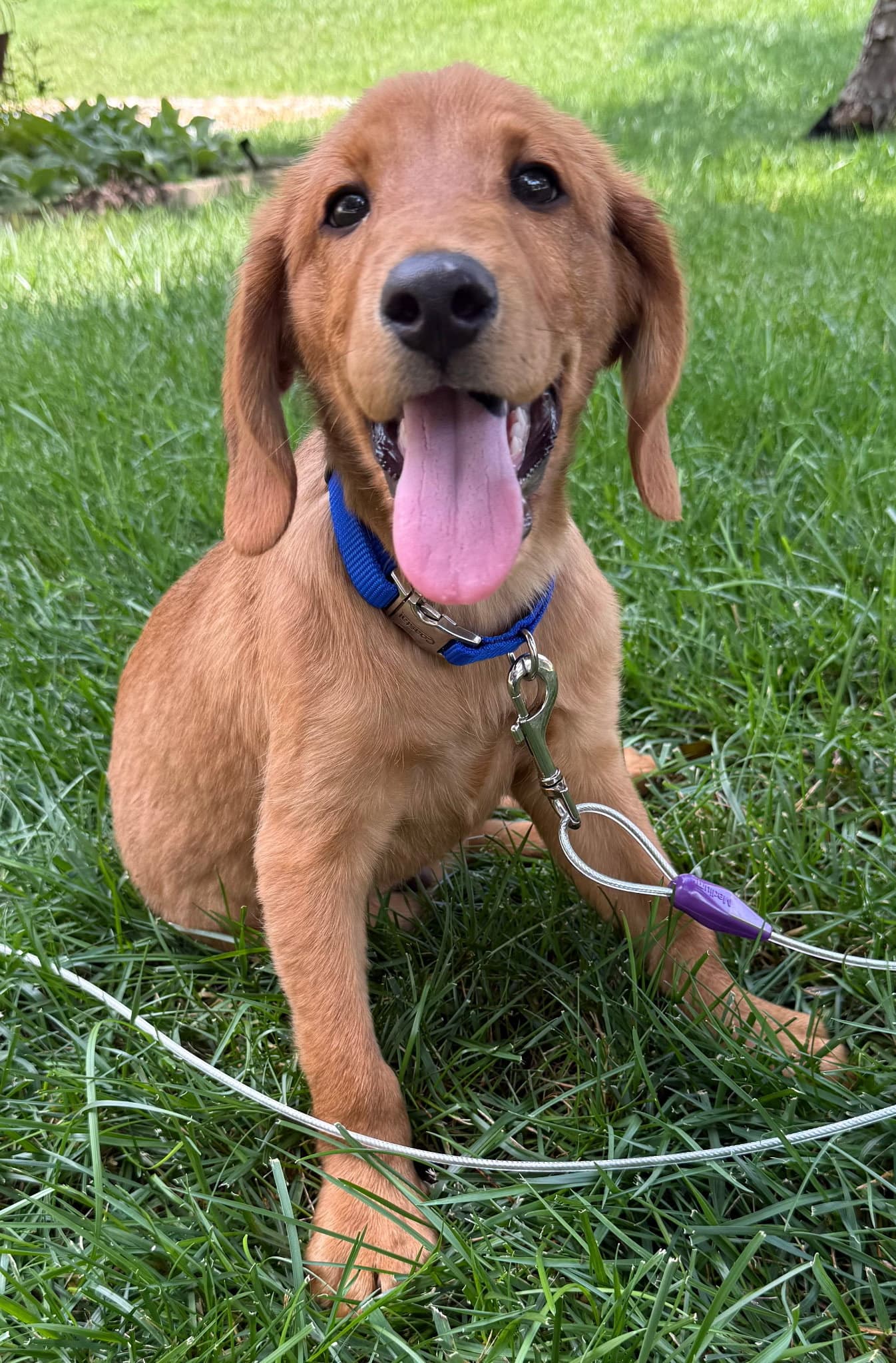 Puppy Lil Daddy - Coonhound