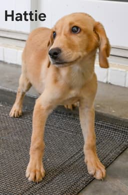 Puppy Hattie image 1