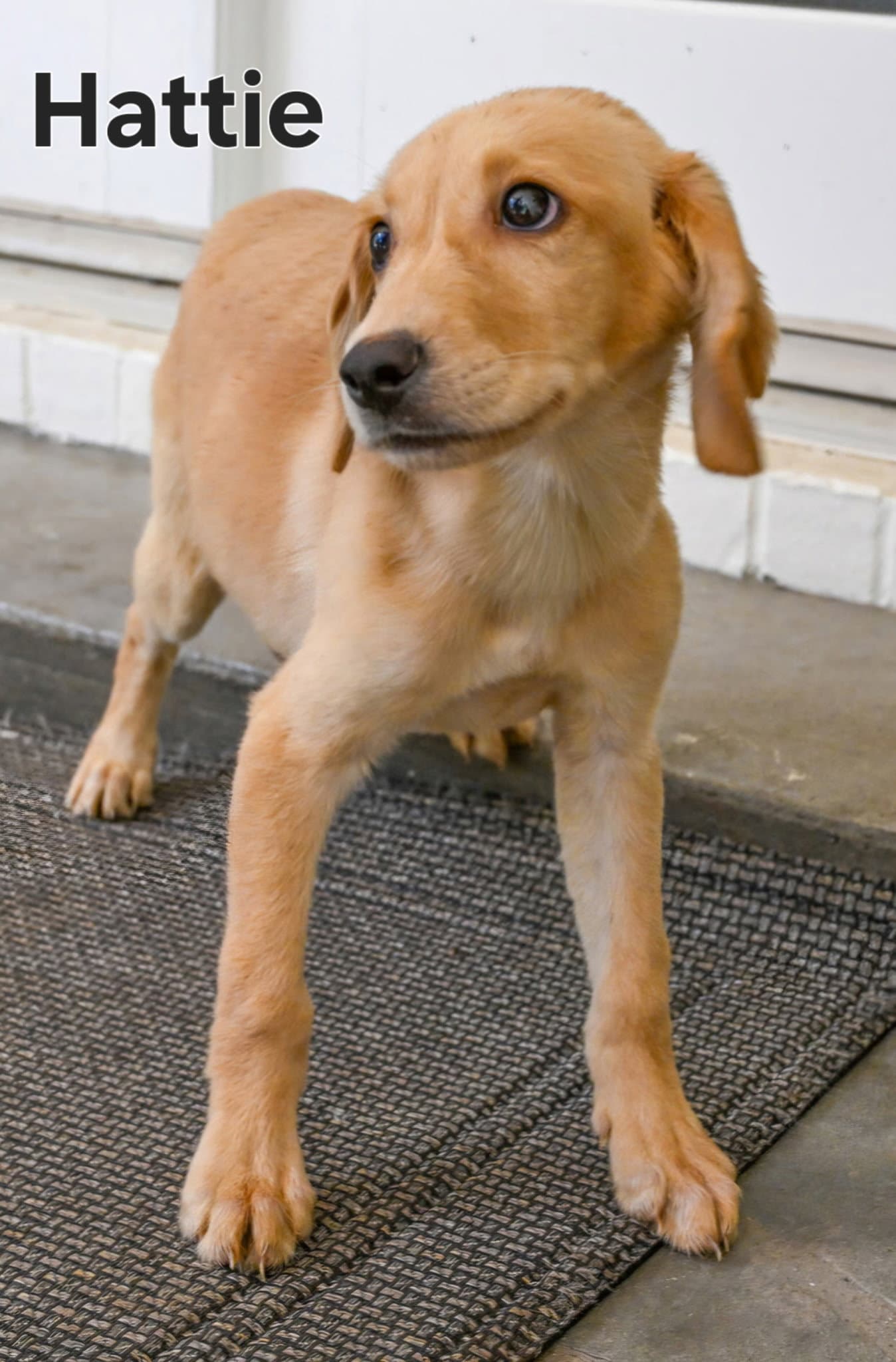 Puppy Hattie - Labrador Retriever