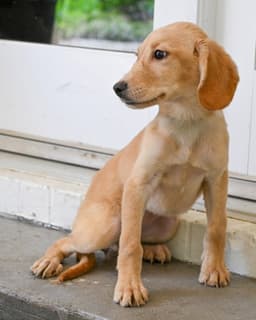 Puppy Hattie image 3