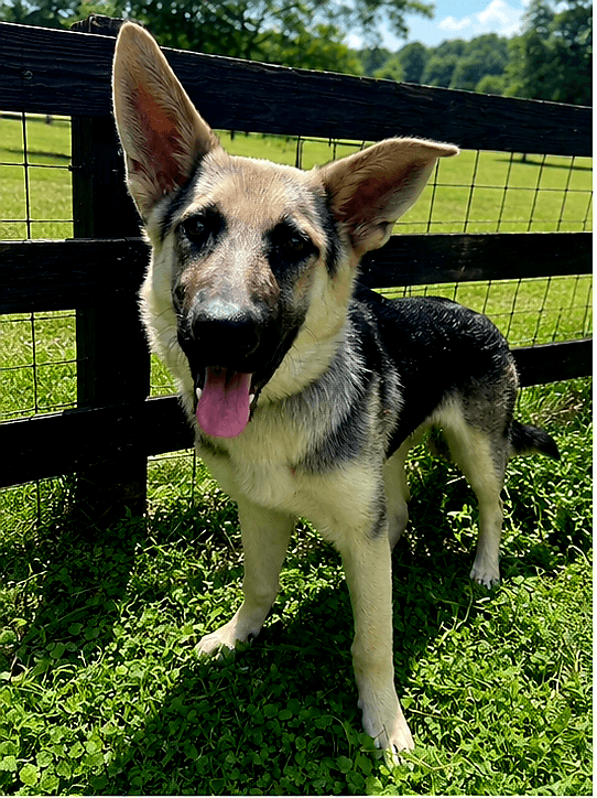 Puppy Raquel - German Shepherd Dog