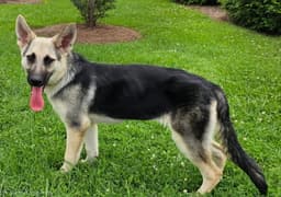 Puppy Raquel image 4