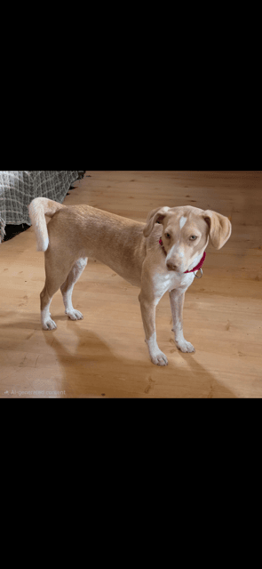 Sunny - Beagle