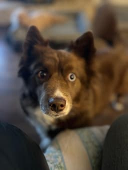 Hazel image 2