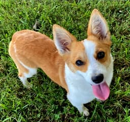 Daisy Belle image 1