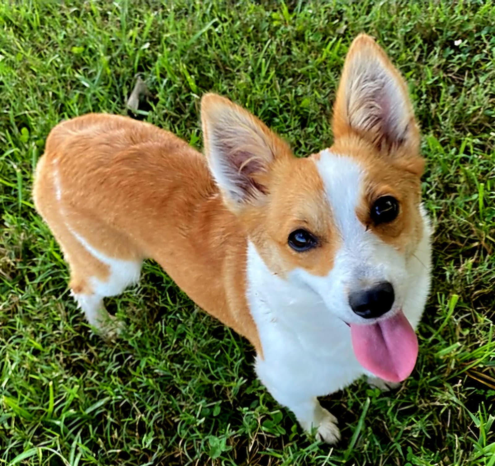 Daisy Belle - Corgi