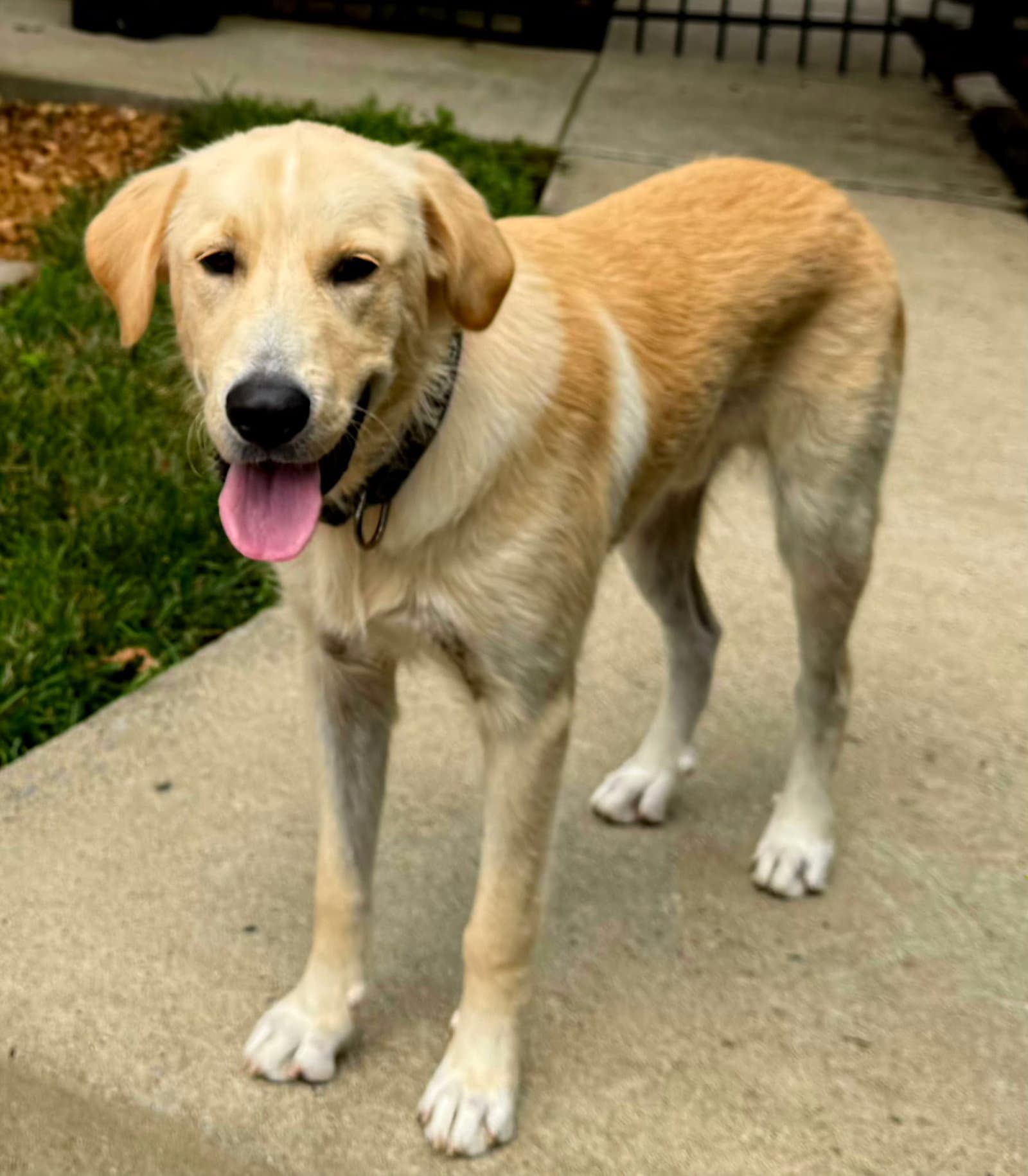 Bradley Cooper - Labrador Retriever