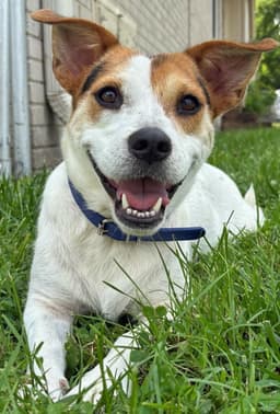 Eddie image 1