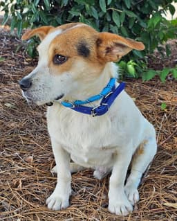 Eddie image 3
