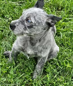Puppy Oreo image 2