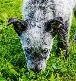Puppy Oreo image 3