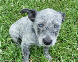 Puppy Oreo image 4