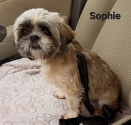 Sophie image 3