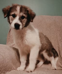 Puppy Rumi image 1