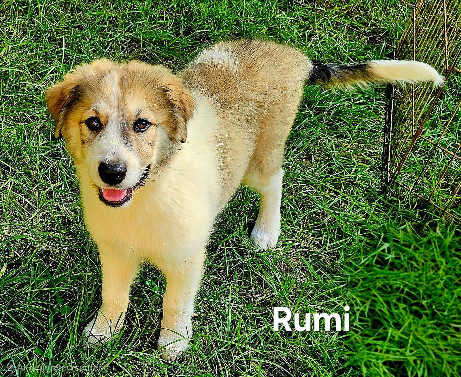 Puppy Rumi - Great Pyrenees