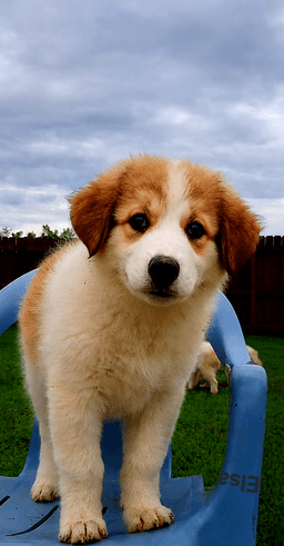 Puppy Elsa image 3