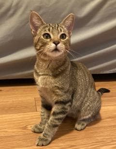 Kitten Sierra - Tabby