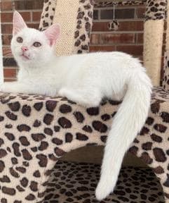 Kitten Lucia image 2