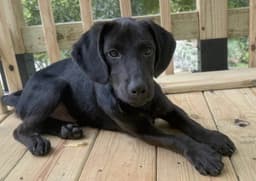 Puppy Blackmon image 1
