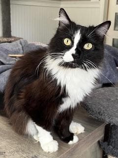 Porsche - Domestic Short Hair