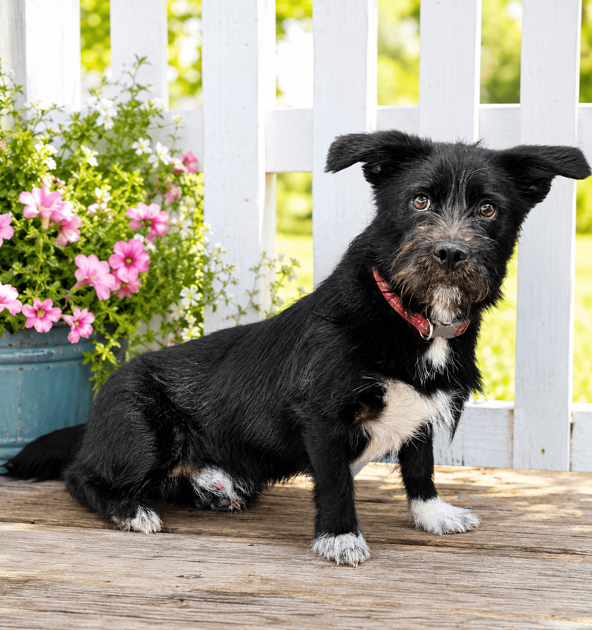 Butler - Cairn Terrier