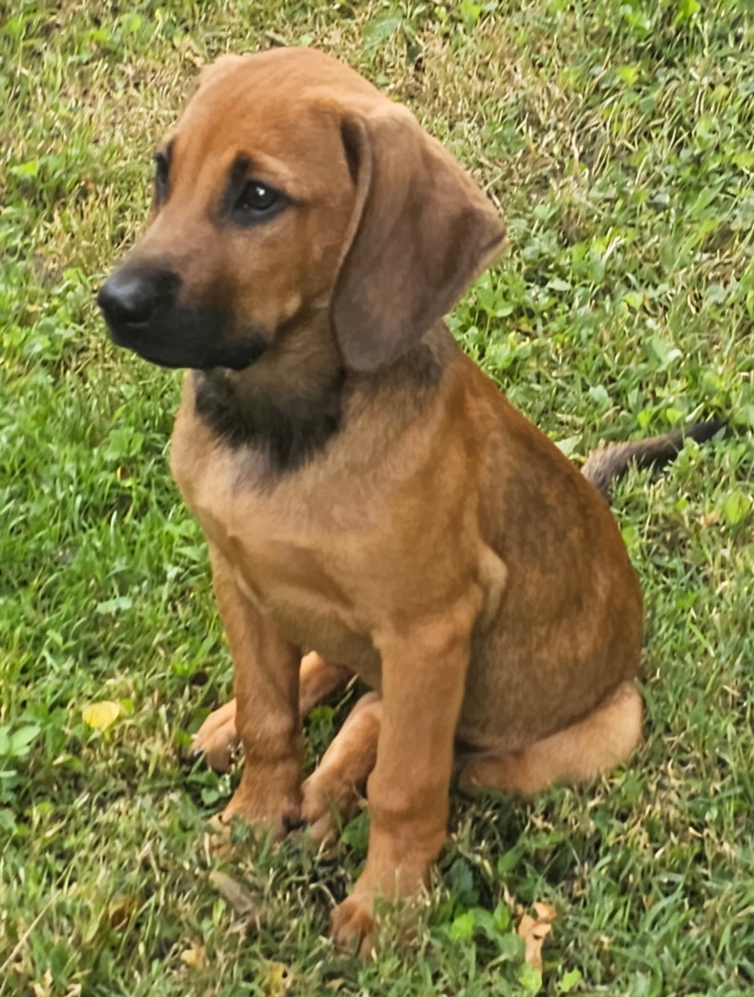 Puppy Harper - Hound