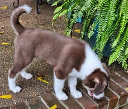Puppy Raymond image 4
