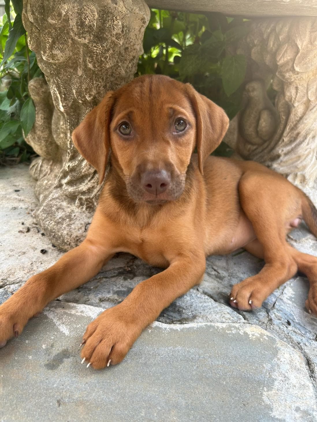 Caramel - Coonhound